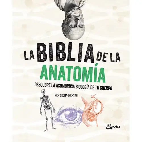 anatomia